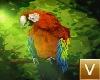 (V)TIKI  Parrot Animated