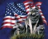american flag w/wolves