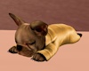 Frenchie+Sleeping