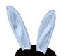 male bunny ears