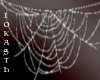 IO-Spiderweb- ll -