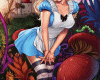 CuOut Alice 2