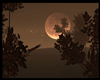 Autumn Moonlight Forest