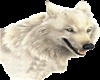 LOKAA*White Wolf