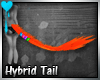D~Hybrid Tail:Orange M/F