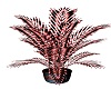 PC Pink Phantasia Plant