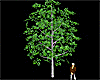 Oak Tree - Realistic