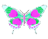 Butterfly17