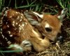Fawn Painting