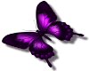 {L} purple butterfly med