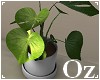 [Oz] - Plant