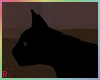 Rach*Roomba Cat