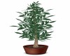 Potted TREE