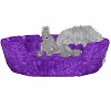 the Kitties Pet Bed