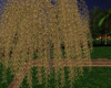 ~Z~ Golden Willow Tree