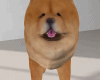 Cute Chow Dog Animated