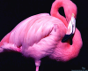Flamingo seat