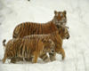 tigers in the snow