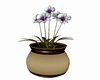 Orchids Pot