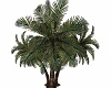 Palm Tree 7