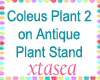 Coleus2 Antique Stand