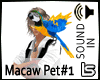 Blue And Gold Macaw ped