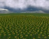 {LS} Field of flowers