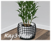 Decorative Basket Plant