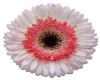 ~PPV~ Gerber Daisy