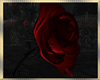 Gothic Rose Drip