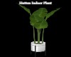 Hutton Indoor Plant