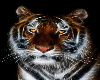 Jaz's Tiger 1