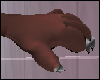 Cat Paws Hands