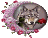 Nice rose with wolf