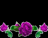 purple  rose