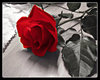 Rose Picture