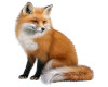 Fox Sitting Sticker