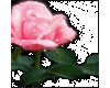Sparkle Rose