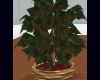 [FtP] Large potted plant