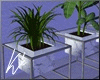 [kk] Villa Plants