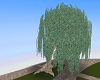 big weeping willow tree