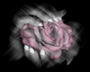 A rose in ur hands