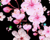 Sakura,ButterfliesBundle