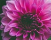 falling flower  petal