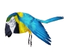 **Pepi the Parrot**