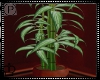 Large Bamboo Plant