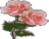 G* Pink Rose