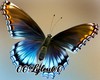 PapillonRug
