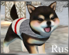 Rus: Shiba Pup Winter