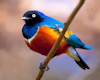 Bird Picture 1